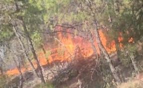 Denizli'de orman yangını, 2 saatte kontrol altına alındı