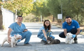 El konulan 20 cins köpek, artık güvende: Bakımevi'nde tedavileri yapıldı