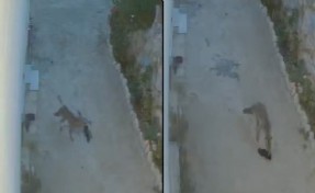 Evin önündeki ayakkabıları götüren tilki kamerada