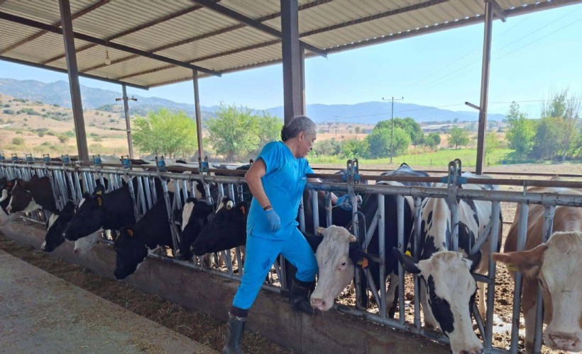 İki ilçede şap karantinası