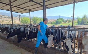 İki ilçede şap karantinası