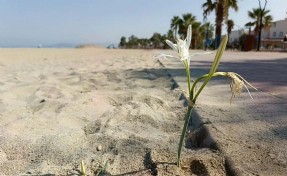 Kuşadası’nda yıllar sonra çiçek açan ‘kum zambağı’ koruma altına alındı