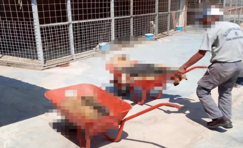 Manisa'da akılalmaz skandal! Köpekleri öldürüp çöp arabasına attılar