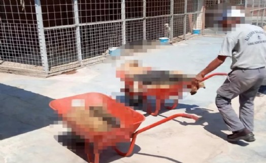 Manisa'da akılalmaz skandal! Köpekleri öldürüp çöp arabasına attılar