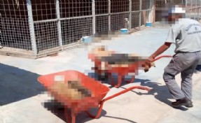 Manisa'da akılalmaz skandal! Köpekleri öldürüp çöp arabasına attılar