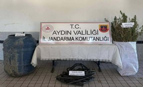 Ormanda Hint keneviri yetiştiren 5 şüpheliye gözaltı