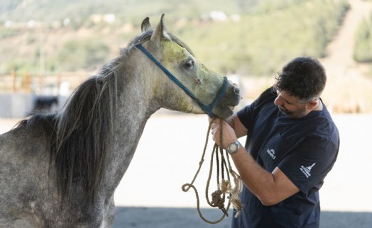 Pako’da bakılan binek hayvanlar sahiplendiriliyor