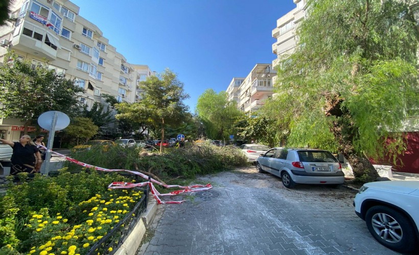 Park halindeki otomobilin üzerine ağaç devrildi