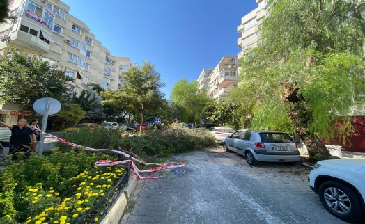 Park halindeki otomobilin üzerine ağaç devrildi