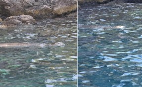 Tarzan Koyu'nda Akdeniz Foku mutluluğu