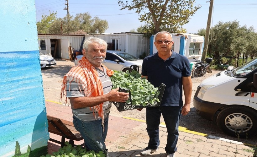 Urla Belediyesi’nden üreticiye 50 bin adet sebze fidesi