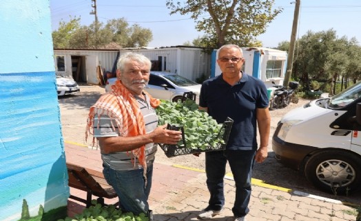 Urla Belediyesi’nden üreticiye 50 bin adet sebze fidesi