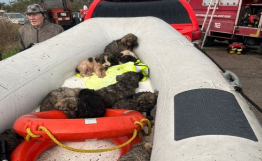 9 köpek yavrusu çayda mahsur kaldı!