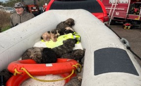 9 köpek yavrusu çayda mahsur kaldı!