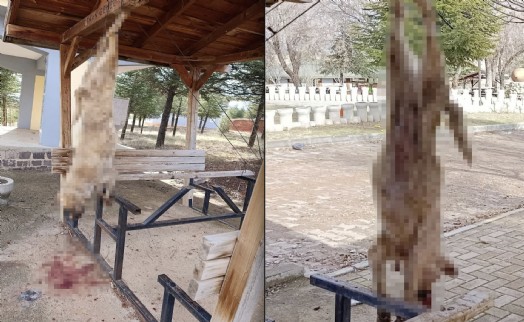 Afyon'da insanlık dışı olay: Köpeğe görülmemiş işkence!