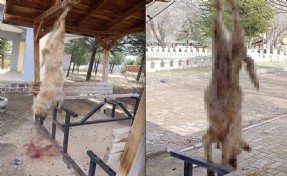 Afyon'da insanlık dışı olay: Köpeğe görülmemiş işkence!