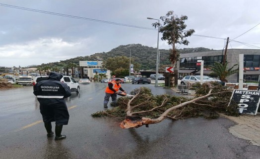 Bodrum’da fırtına; ağaçlar devrildi, tekneler su aldı