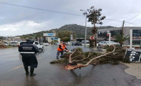 Bodrum’da fırtına; ağaçlar devrildi, tekneler su aldı