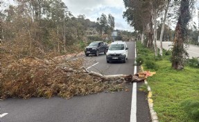 Bodrum’da fırtına kabusu; ağaçlar devrildi, motoryat karaya oturdu, feribot seferleri iptal edildi