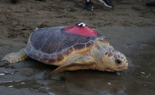 Caretta caretta 'Tuba', 5 ayda 10 bin kilometre katetti
