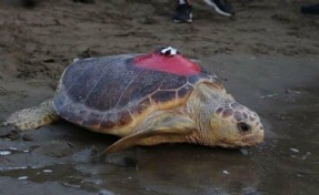 Caretta caretta 'Tuba', 5 ayda 10 bin kilometre katetti