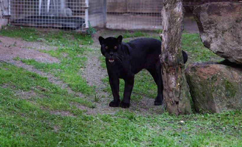 Doğal Yaşam Parkı’nın jaguarı Juliet yaşama veda etti