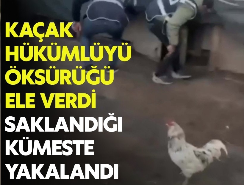 Firari hükümlüyü öksürük ele verdi, saklandığı kümeste yakalandı