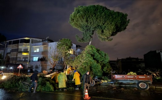 Fırtınada devrilen ağaç, elektrik tellerini kopardı