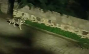Kurtlar yaban domuzlarını takip ederek şehre iniyor!