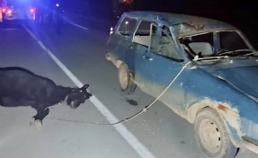 Otomobil ata çarptı: 2 yaralı