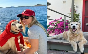 Otomobilin çarptığı köpek Çinko'nun sahibi emsal karar bekliyor!
