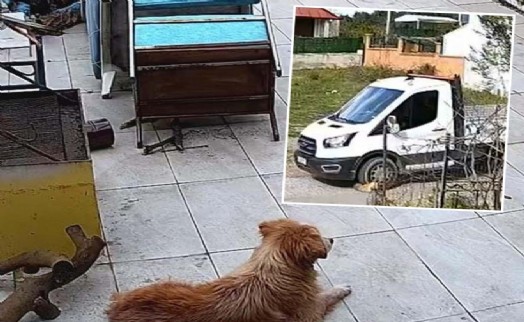Seferihisar’da vahşet: Kamyon sürücüsü durmadı, köpek ‘Meks’ ezilerek öldü!