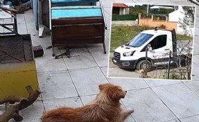 Seferihisar’da vahşet: Kamyon sürücüsü durmadı, köpek ‘Meks’ ezilerek öldü!