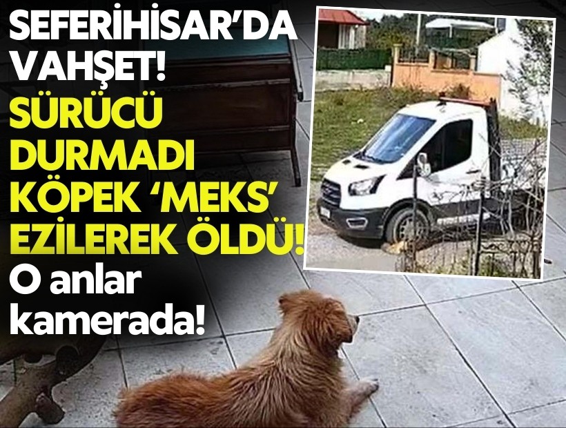 Seferihisar’da vahşet: Kamyon sürücüsü durmadı, köpek ‘Meks’ ezilerek öldü!