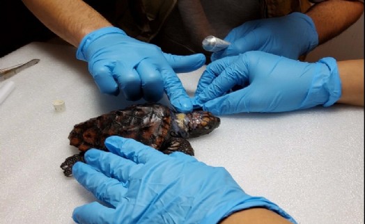 Yaralı yavru caretta carettanın tedavisi sürüyor