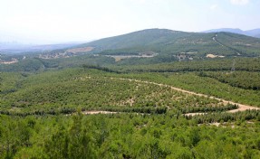 'Ormanlar, dron saldırılarına karşı bir savunma kalkanı olabilir'
