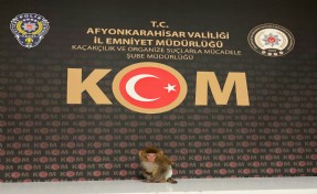 Beslenmesi yasak maymun korumaya alındı