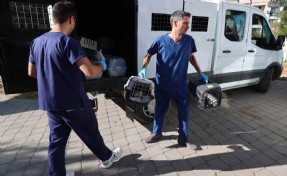 Buca Belediyesi'nden iddialara yanıt hayvaseverlere destek