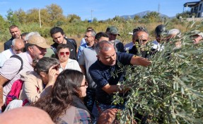 Buca’da 'Sertifikalı Zeytin Budama Eğitimi' tamamlandı