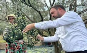 CHP'li Gümrükçü'den zeytin çıkışı: Daldaki altın tarlada kalacak önlem alın