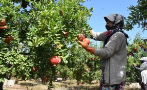 Hicaz narında hasat dönemi başladı