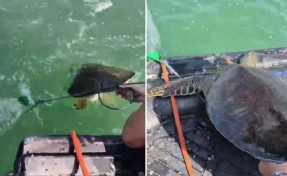 İple bağlanıp ölüme terk edilen caretta carettayı duyarlı vatandaşlar kurtardı