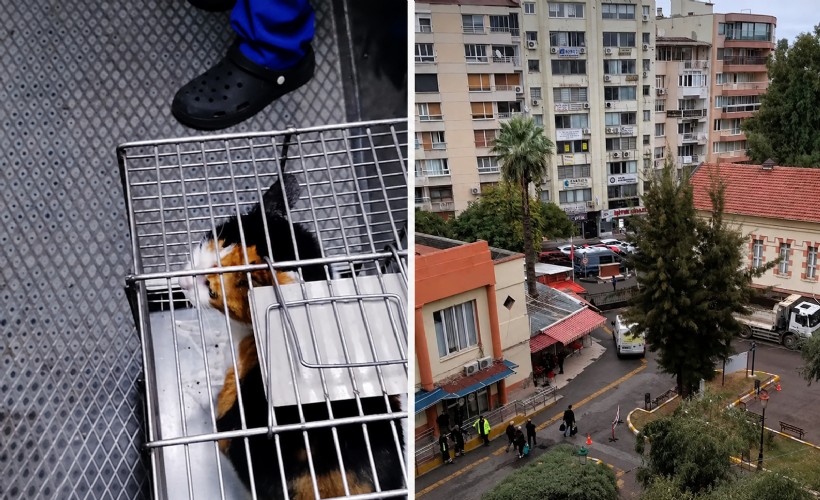 İzmir'de hastane bahçesindeki kediler toplatıldı iddiası: Gönüllülerden tepki!