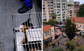 İzmir'de hastane bahçesindeki kediler toplatıldı iddiası: Gönüllülerden tepki!