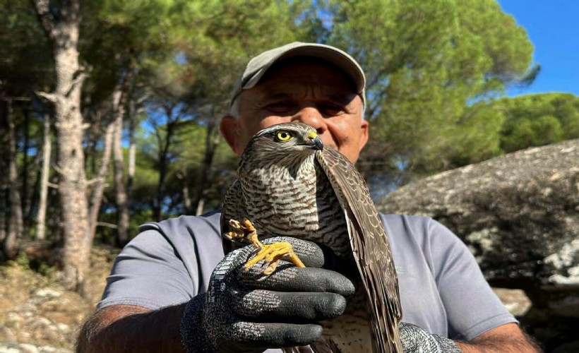 Koruma altına alınan ‘atmaca’ ile sansar doğaya salındı