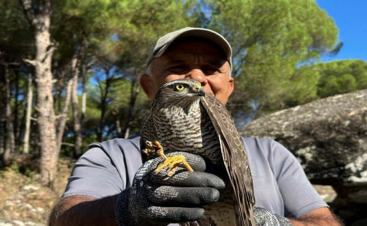 Koruma altına alınan ‘atmaca’ ile sansar doğaya salındı