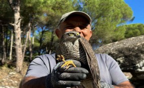 Koruma altına alınan ‘atmaca’ ile sansar doğaya salındı