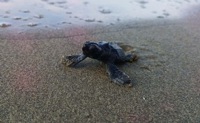 Kuşadası Körfezi'nden 1110 caretta caretta yavrusu denize kavuştu