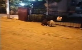 Kuşadası’nda nesli tehlike altında olan oklu kirpi görüldü