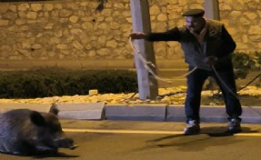 Kuşadası’nda yaralı yaban domuzuna kementle müdahale